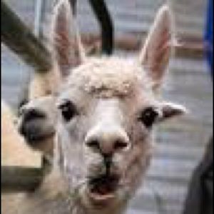 Meet your Posher, Peyton